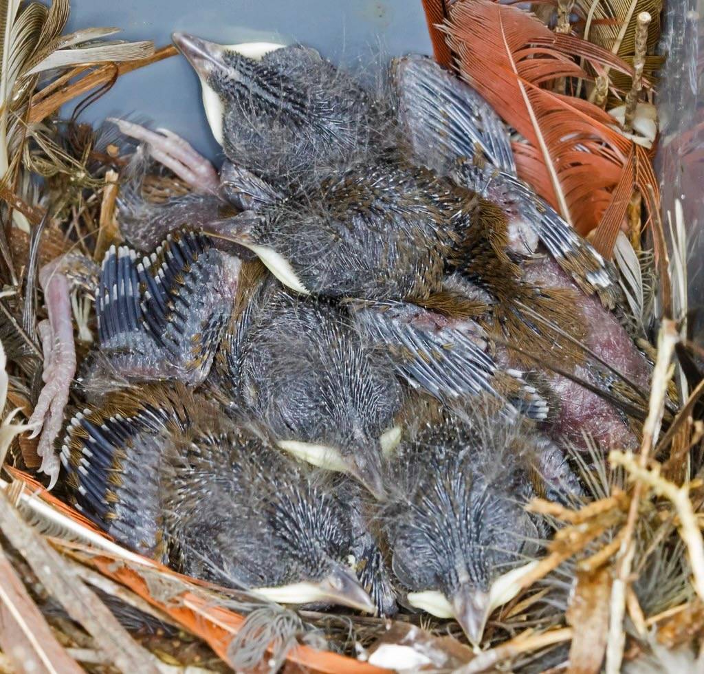 House Wren - Troglodytes aedon by crookrw is licensed under CC BY-NC-SA 2.0.